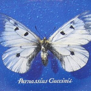 Parnassius Guccinii Guccini Francesco